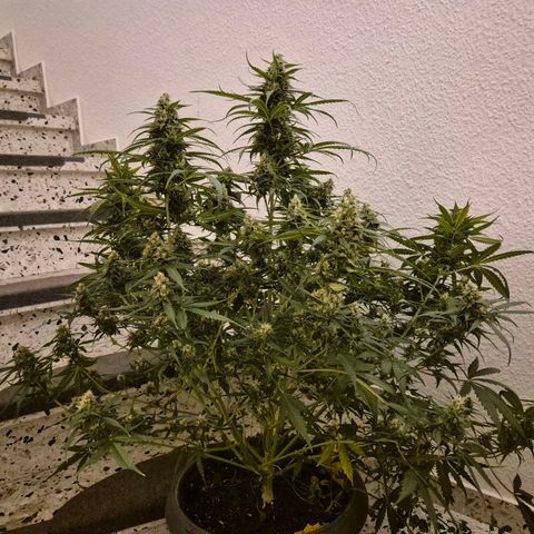 LSD auto (63-70 Tage ab Keimung) growlog timeline photo