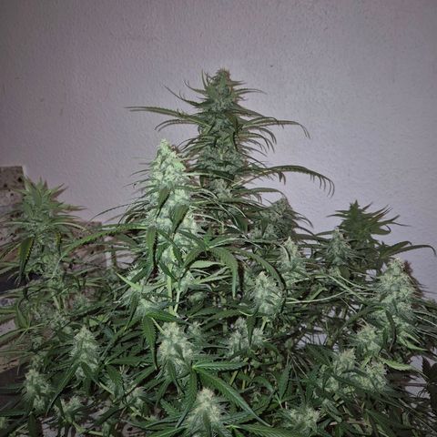 LSD auto (63-70 Tage ab Keimung) growlog timeline photo