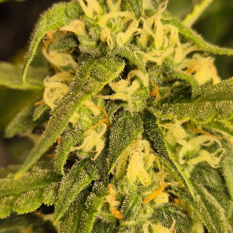 LSD auto (63-70 Tage ab Keimung) growlog timeline photo