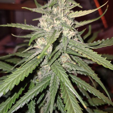 LSD auto (63-70 Tage ab Keimung) growlog timeline photo