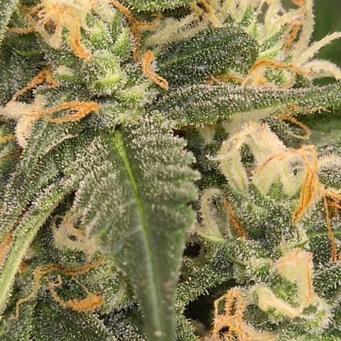 LSD auto (63-70 Tage ab Keimung) growlog timeline photo