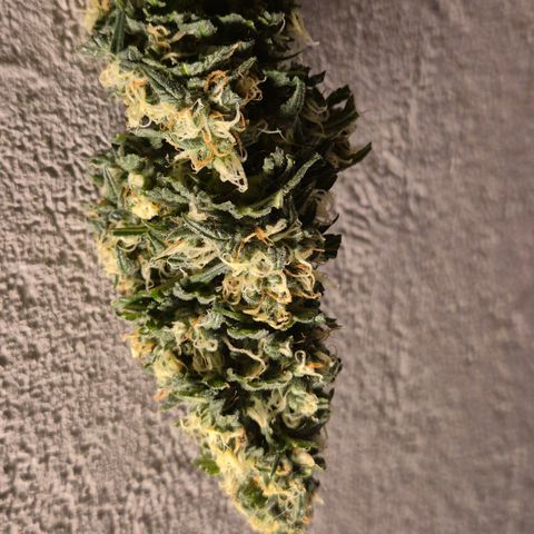 LSD auto (63-70 Tage ab Keimung) growlog timeline photo