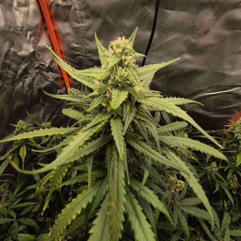 LSD auto (63-70 Tage ab Keimung) growlog timeline photo