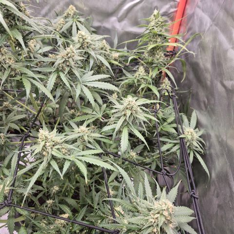 LSD auto (63-70 Tage ab Keimung) growlog timeline photo