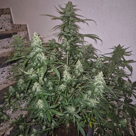 LSD auto (63-70 Tage ab Keimung) growlog timeline photo