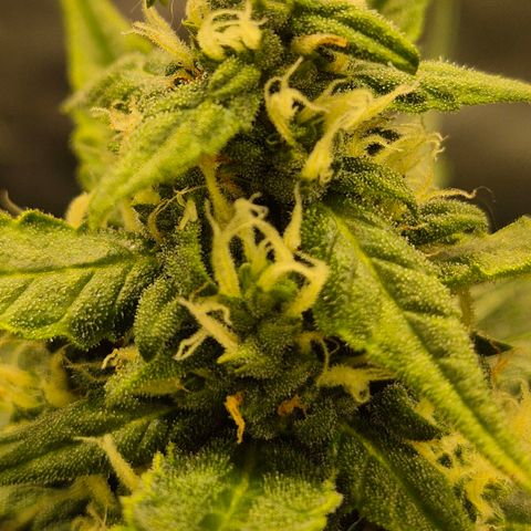 LSD auto (63-70 Tage ab Keimung) growlog timeline photo