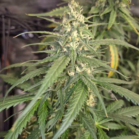 LSD auto (63-70 Tage ab Keimung) growlog timeline photo