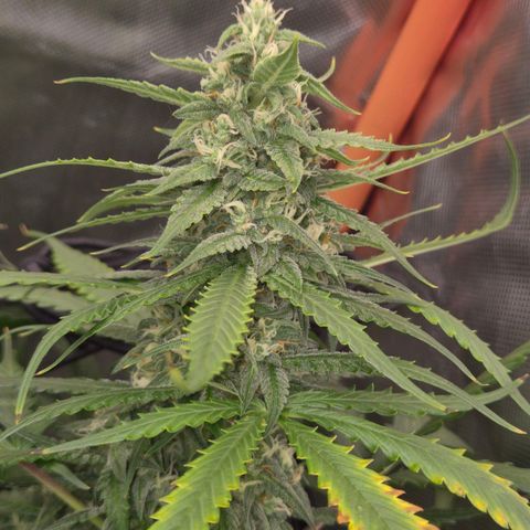 LSD auto (63-70 Tage ab Keimung) growlog timeline photo