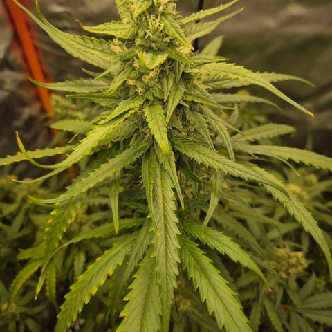 LSD auto (63-70 Tage ab Keimung) growlog timeline photo