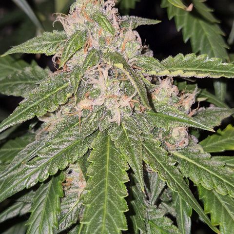 LSD auto (63-70 Tage ab Keimung) growlog timeline photo