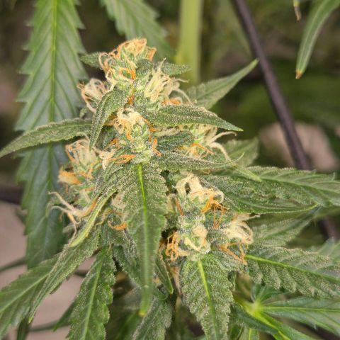 LSD auto (63-70 Tage ab Keimung) growlog timeline photo