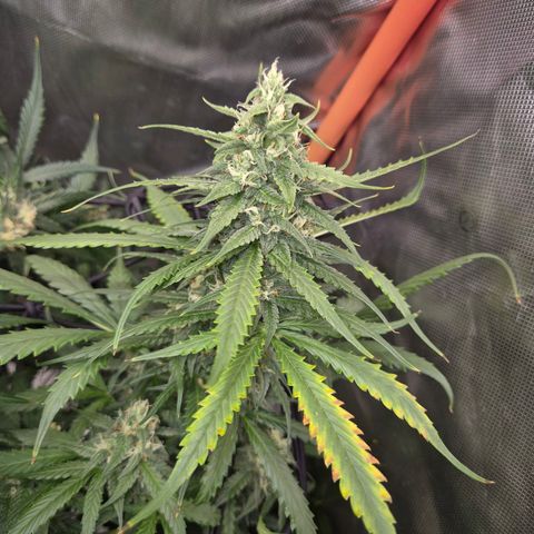 LSD auto (63-70 Tage ab Keimung) growlog timeline photo
