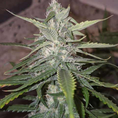 LSD auto (63-70 Tage ab Keimung) growlog timeline photo