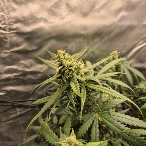 LSD auto (63-70 Tage ab Keimung) growlog timeline photo