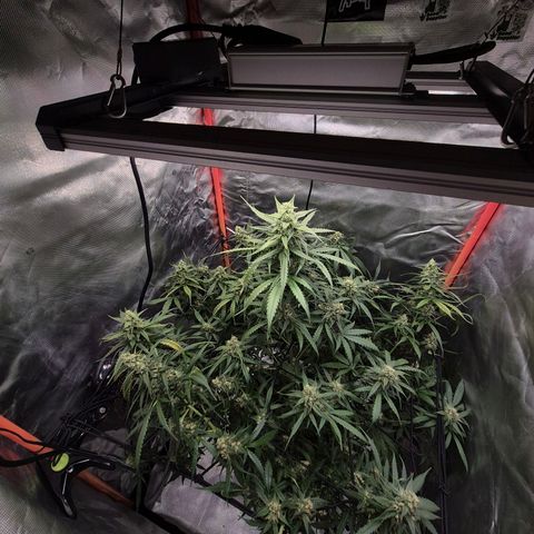 LSD auto (63-70 Tage ab Keimung) growlog timeline photo
