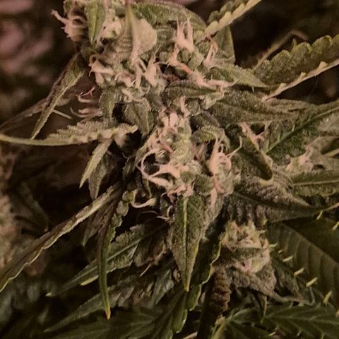 LSD auto (63-70 Tage ab Keimung) growlog timeline photo