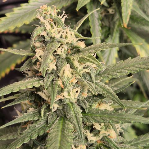 LSD auto (63-70 Tage ab Keimung) growlog timeline photo