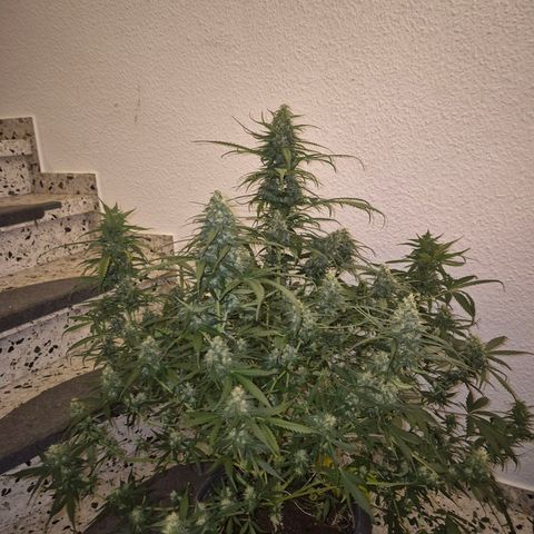 LSD auto (63-70 Tage ab Keimung) growlog timeline photo