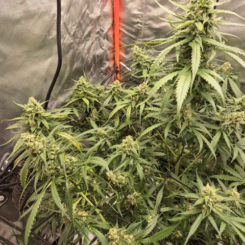 LSD auto (63-70 Tage ab Keimung) growlog timeline photo