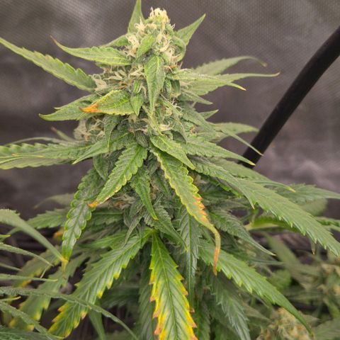 LSD auto (63-70 Tage ab Keimung) growlog timeline photo