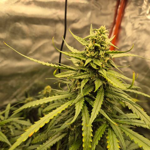 LSD auto (63-70 Tage ab Keimung) growlog timeline photo