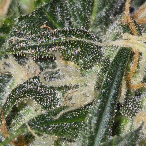 LSD auto (63-70 Tage ab Keimung) growlog timeline photo