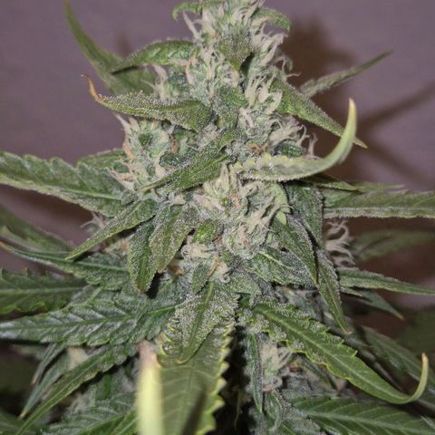 LSD auto (63-70 Tage ab Keimung) growlog timeline photo