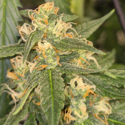 LSD auto (63-70 Tage ab Keimung) growlog timeline photo
