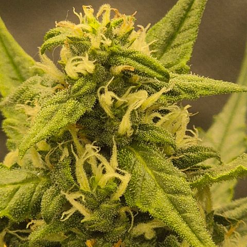 LSD auto (63-70 Tage ab Keimung) growlog timeline photo