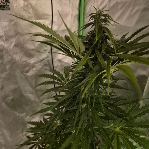 💚CHOCOLOPE 🍫 ☕️auto (56-63 BT) growlog timeline photo