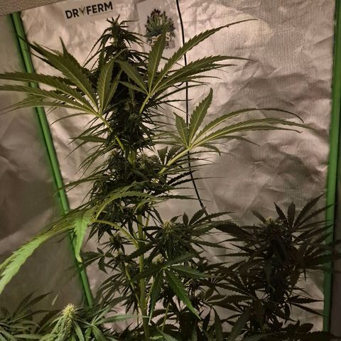 💚CHOCOLOPE 🍫 ☕️auto (56-63 BT) growlog timeline photo