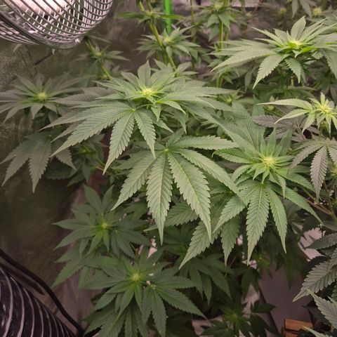 💚Bubba kush 🦝 (56-63 BT) growlog timeline photo