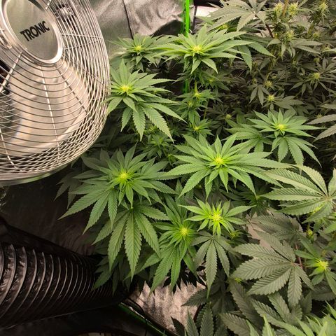 💚Bubba kush 🦝 (56-63 BT) growlog timeline photo