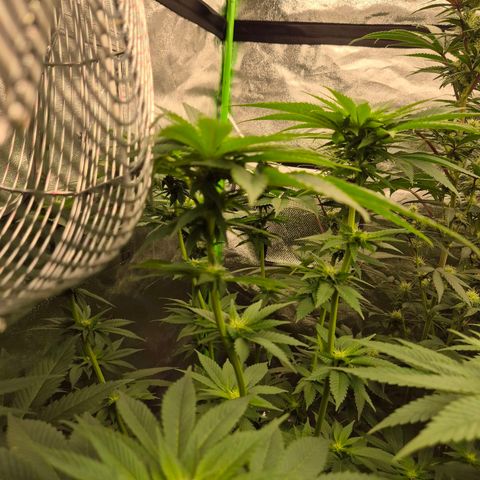 💚Bubba kush 🦝 (56-63 BT) growlog timeline photo
