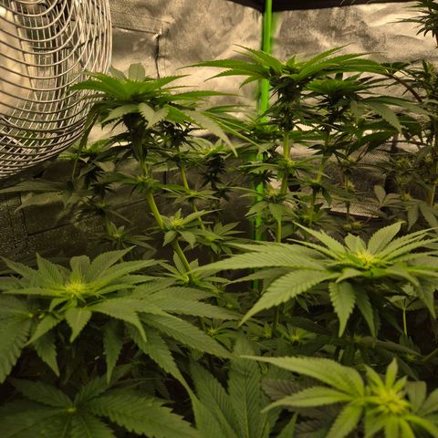 💚Bubba kush 🦝 (56-63 BT) growlog timeline photo