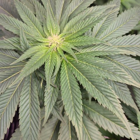 💚Bubba kush 🦝 (56-63 BT) growlog timeline photo