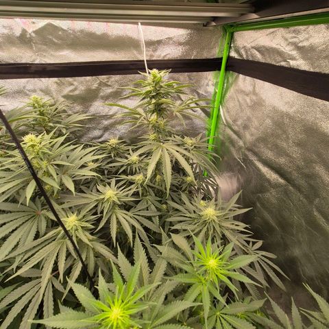 Ice cream cake 🍰 & permanent marker🖊(65-73bt) growlog timeline photo