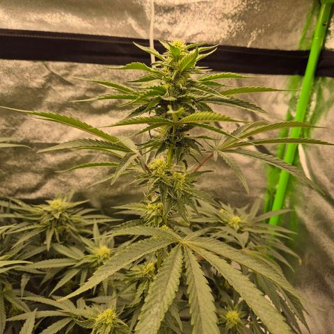 Ice cream cake 🍰 & permanent marker🖊(65-73bt) growlog timeline photo