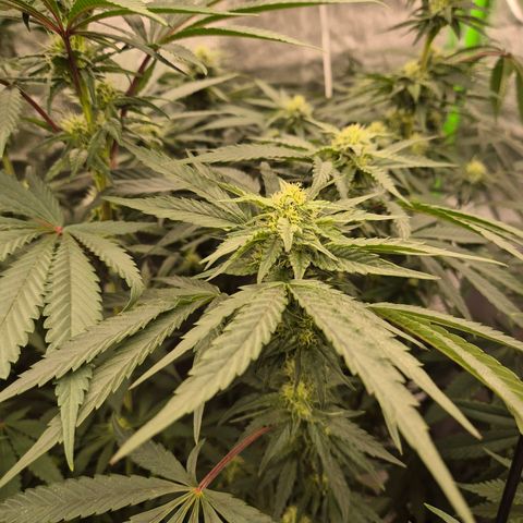 Ice cream cake 🍰 & permanent marker🖊(65-73bt) growlog timeline photo