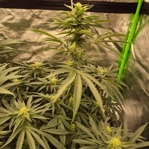 Ice cream cake 🍰 & permanent marker🖊(65-73bt) growlog timeline photo