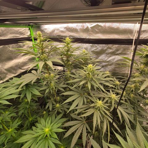 ICE 💚🧊 (63-70bt) growlog timeline photo