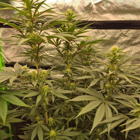 ICE 💚🧊 (63-70bt) growlog timeline photo
