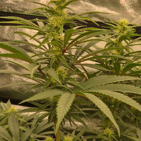 ICE 💚🧊 (63-70bt) growlog timeline photo