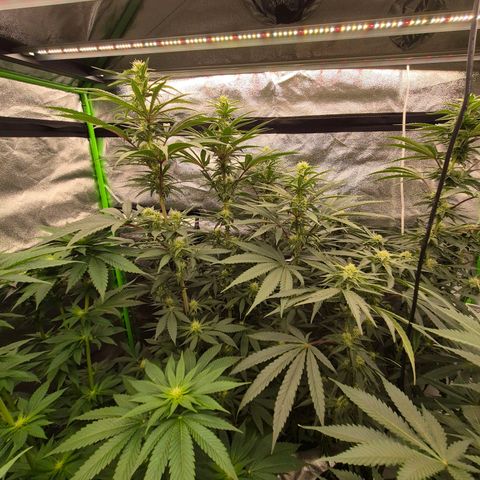 ICE 💚🧊 (63-70bt) growlog timeline photo