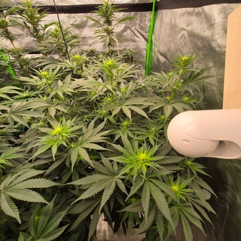 Tangerine dream 🌴 (60-65bt)  growlog timeline photo