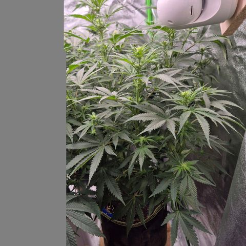 Tangerine dream 🌴 (60-65bt)  growlog timeline photo