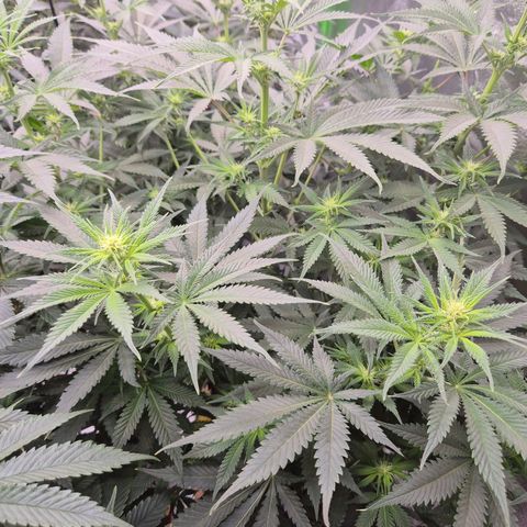 Tangerine dream 🌴 (60-65bt)  growlog timeline photo