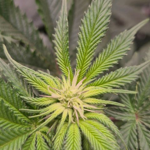 Mimosa evo stecki  🍊🍋🍍 (65-70bt) growlog timeline photo