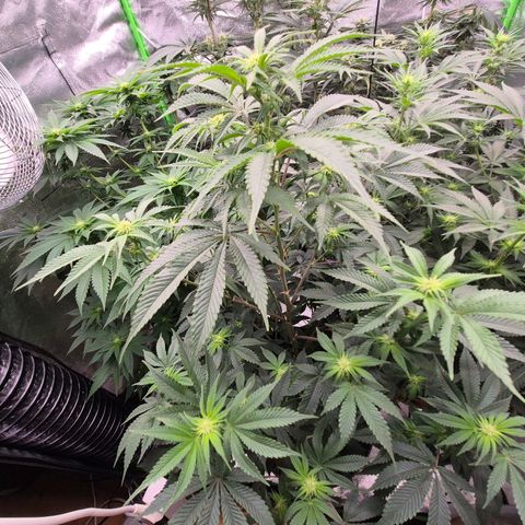 Mimosa evo stecki  🍊🍋🍍 (65-70bt) growlog timeline photo