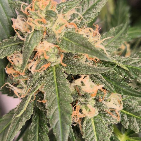 LSD auto (63-70 Tage ab Keimung) growlog timeline photo